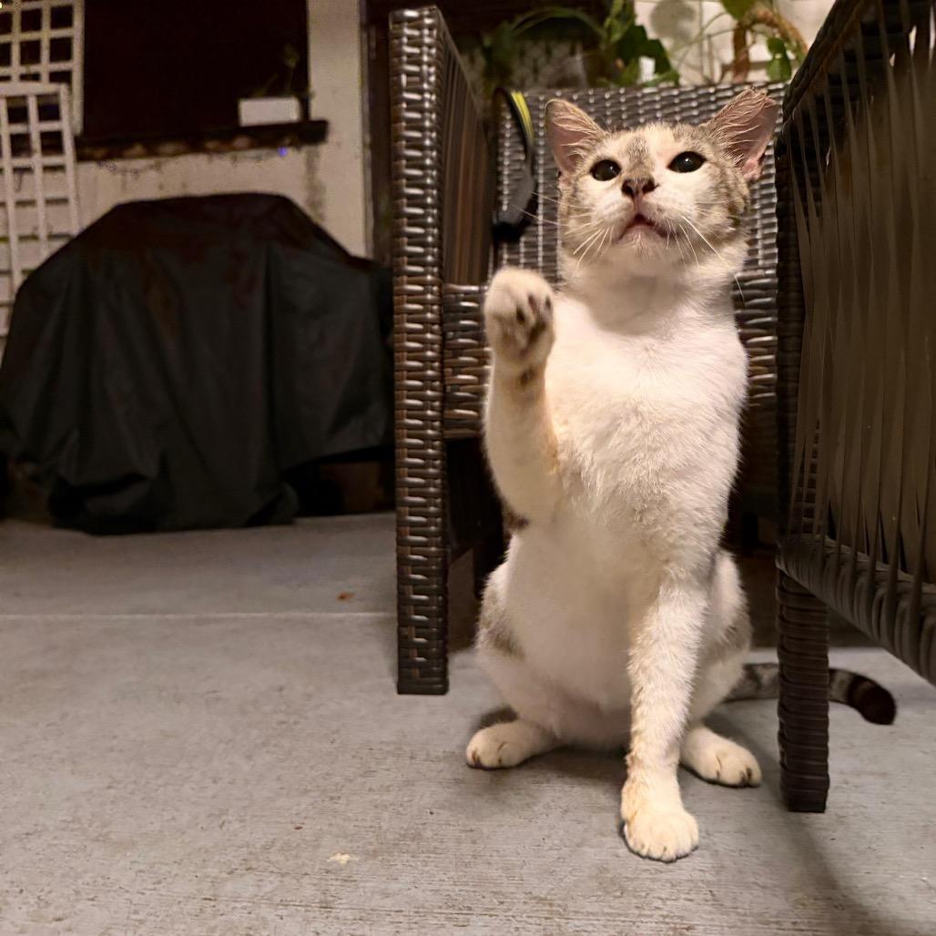Martin, a Adoptable Domestic Short Hair in Miami, FL image 2/6