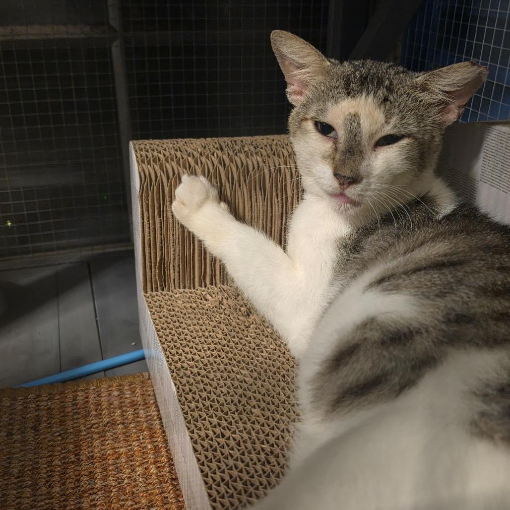 Martin, a Adoptable Domestic Short Hair in Miami, FL image 3/6