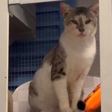 Martin, a Adoptable Domestic Short Hair in Miami, FL image 4/6