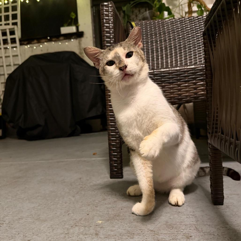 Martin, a Adoptable Domestic Short Hair in Miami, FL image 5/6