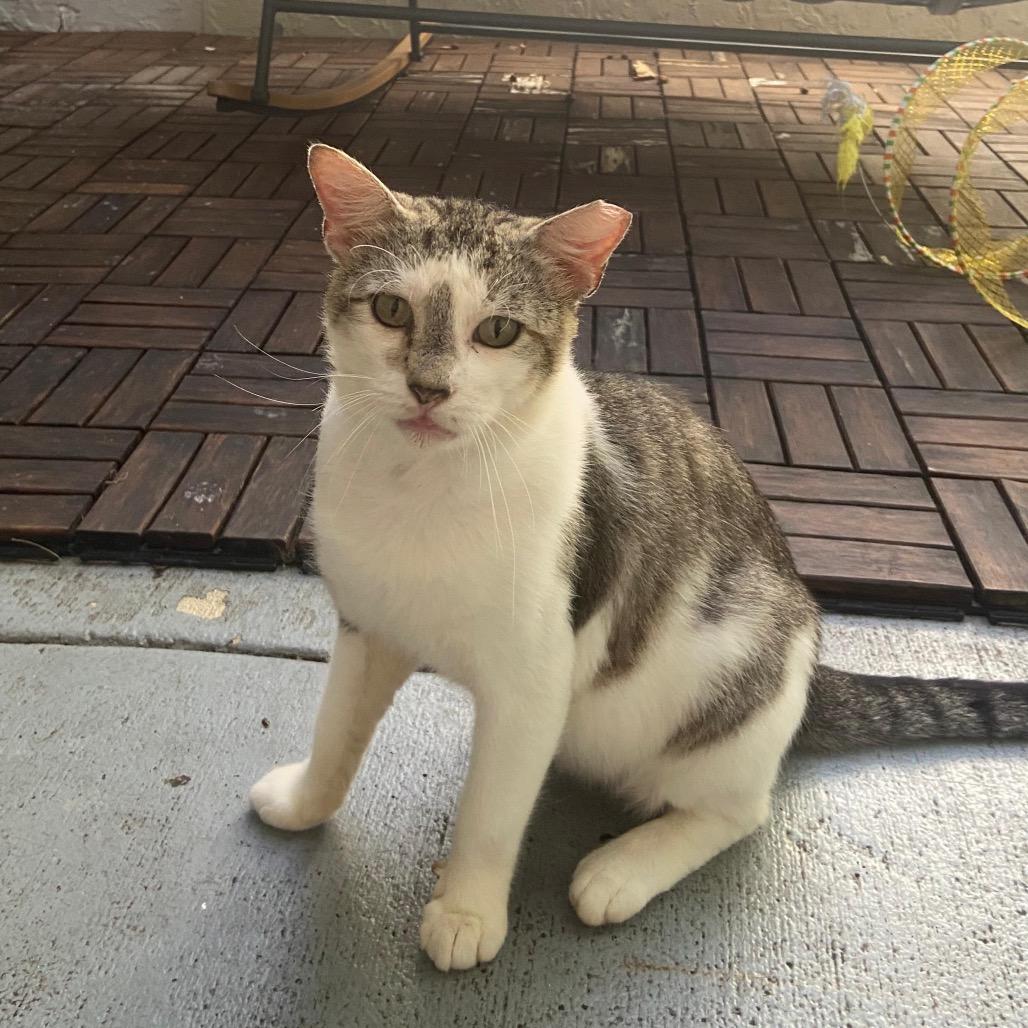 Martin, a Adoptable Domestic Short Hair in Miami, FL image 6/6