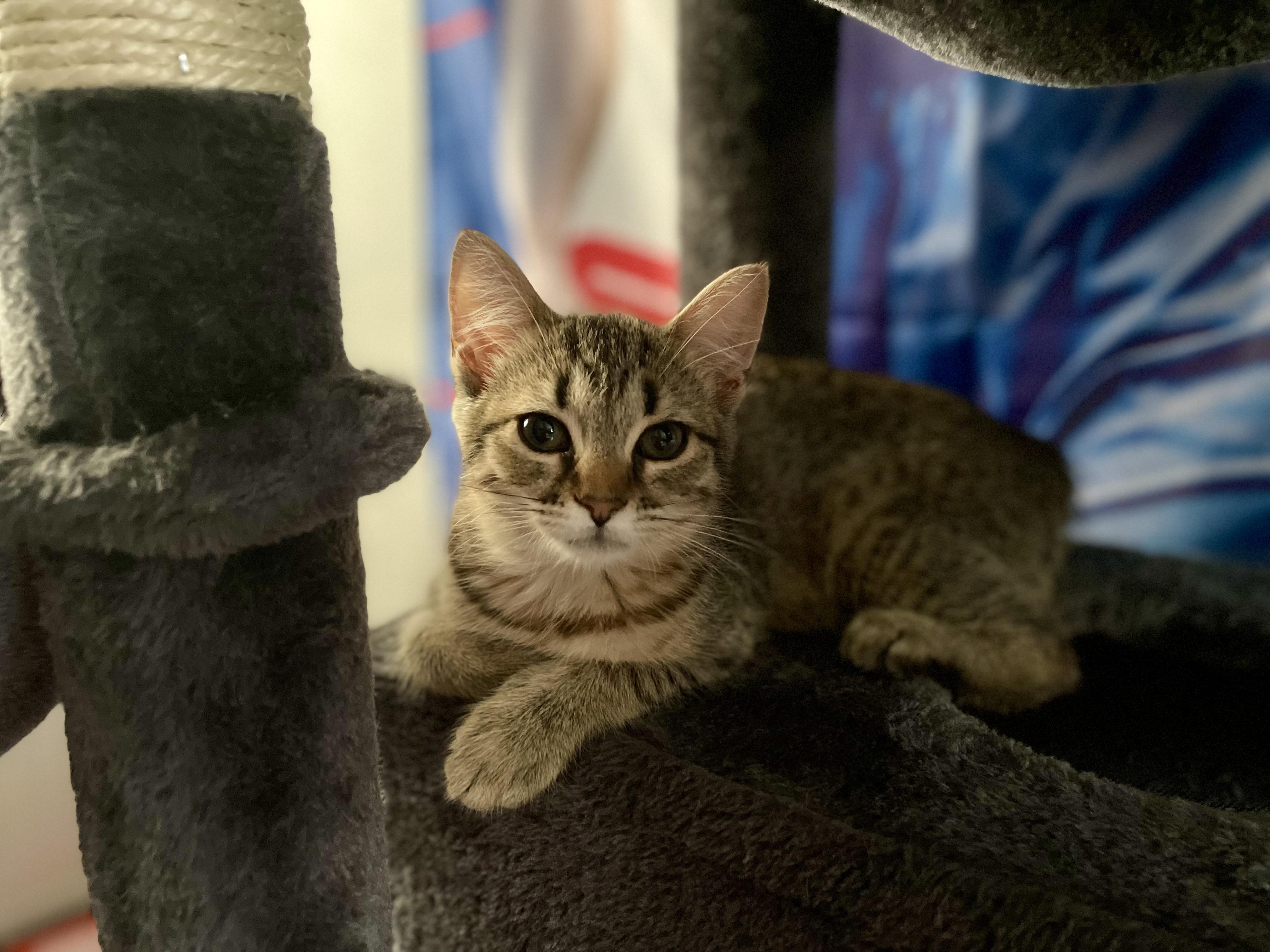 Enlarge Churrita, a ADOPTABLE Domestic Short Hair in Haddon Heights, NJ image 4/6