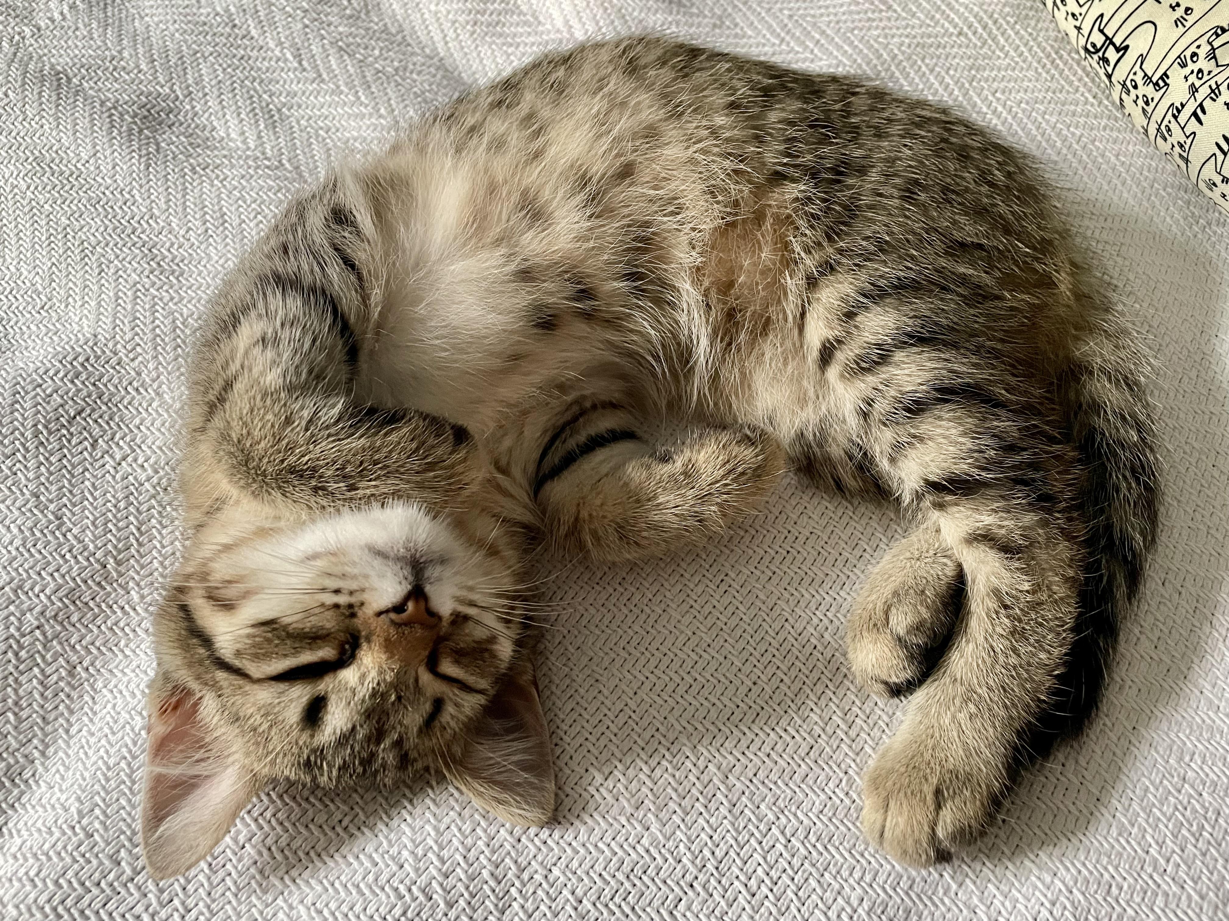 Enlarge Churrita, a ADOPTABLE Domestic Short Hair in Haddon Heights, NJ image 3/6