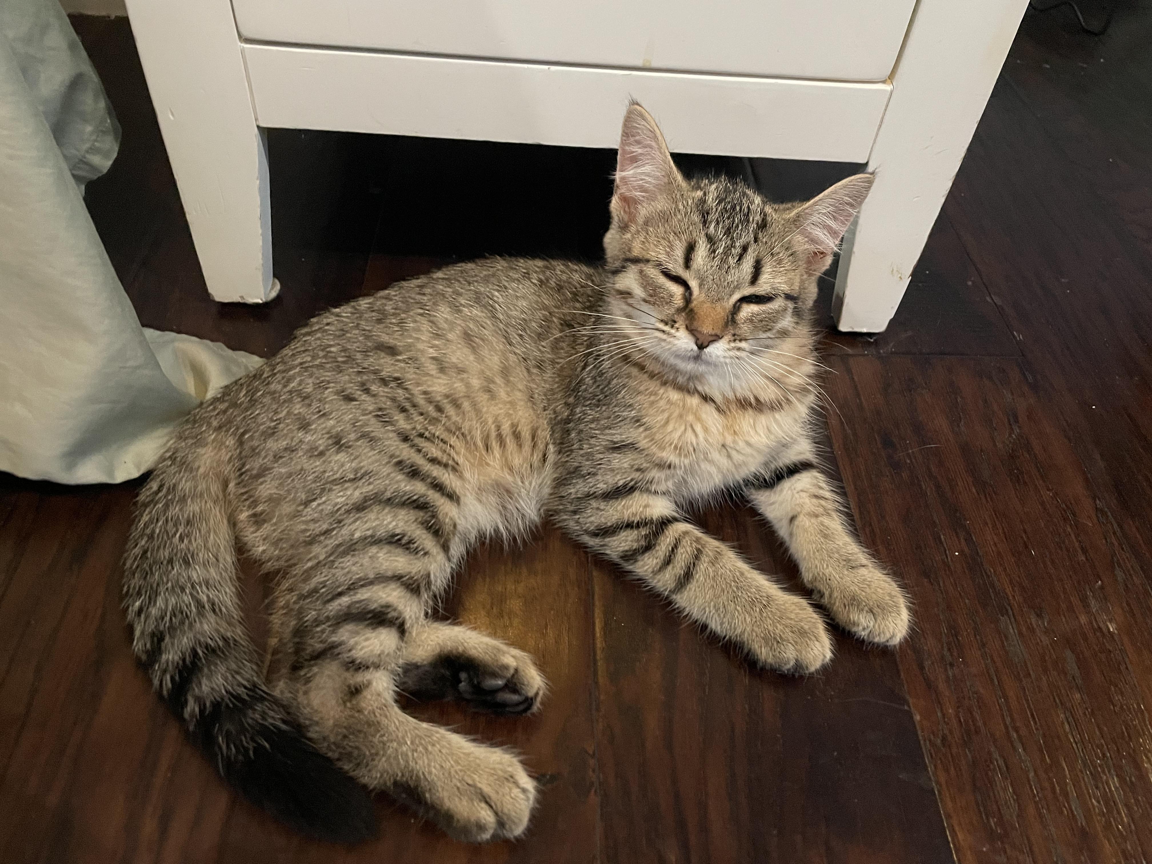 Enlarge Churrita, a ADOPTABLE Domestic Short Hair in Haddon Heights, NJ image 6/6