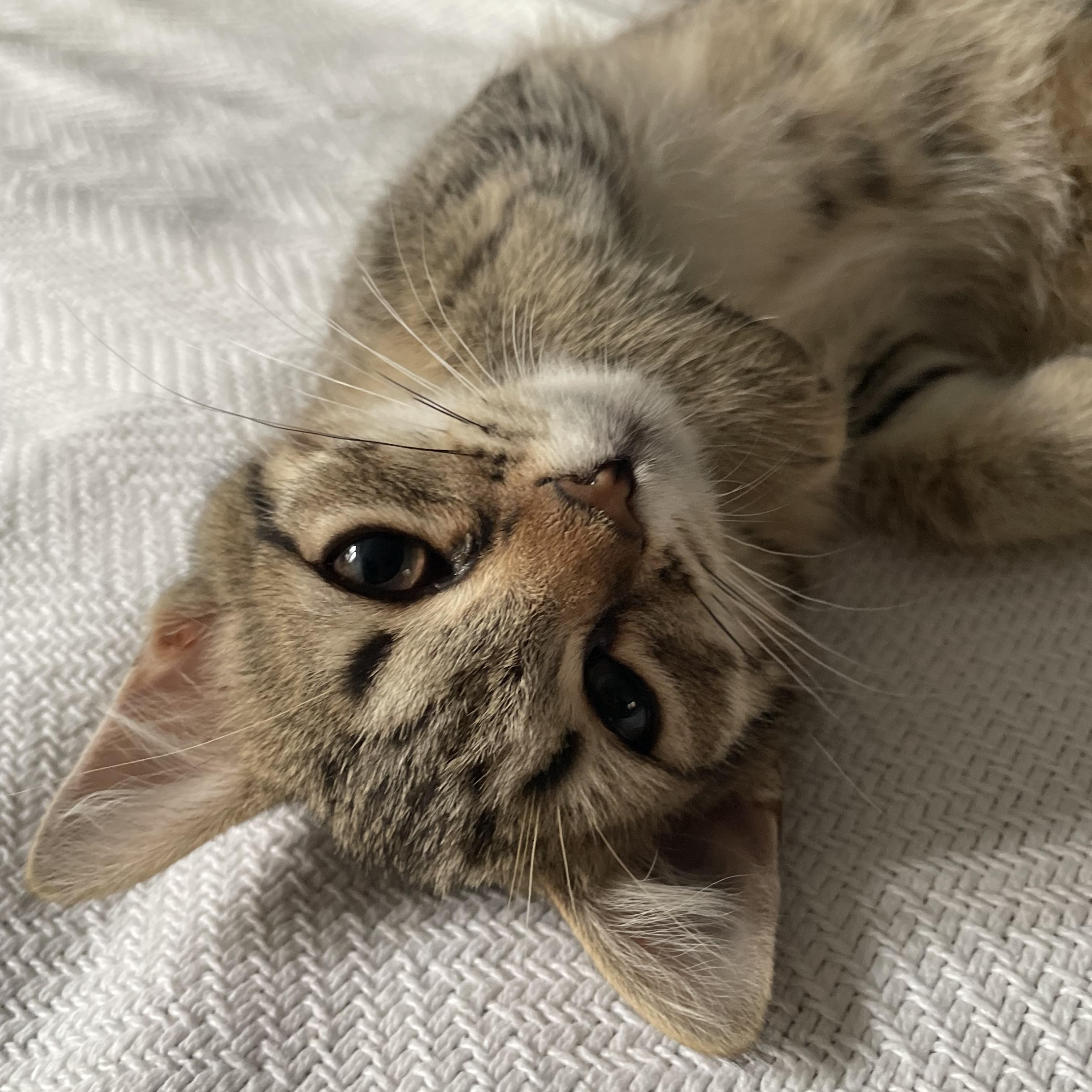 Churrita, ADOPTABLE, Kitten Female Domestic Short Hair.