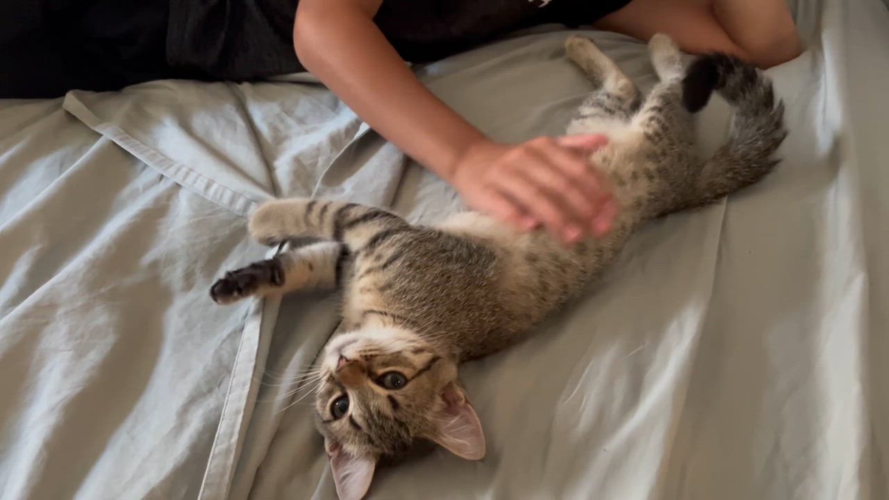 Enlarge Churrita, a ADOPTABLE Domestic Short Hair in Haddon Heights, NJ video 2/6