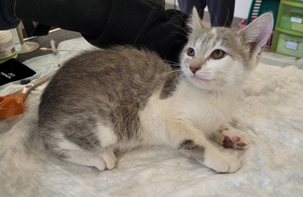 Phoebe, Adoptable, Kitten Female Domestic Short Hair.