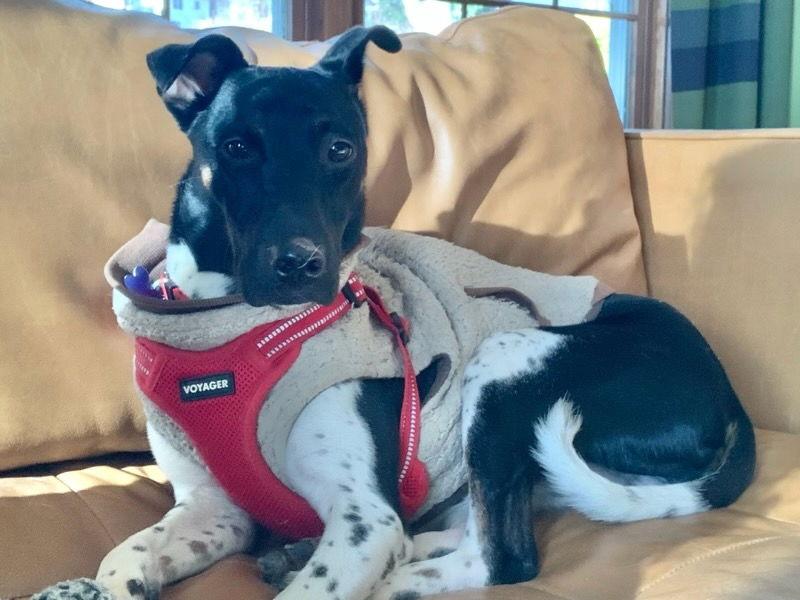 Yuki, Adoptable, Young Male Smooth Fox Terrier.