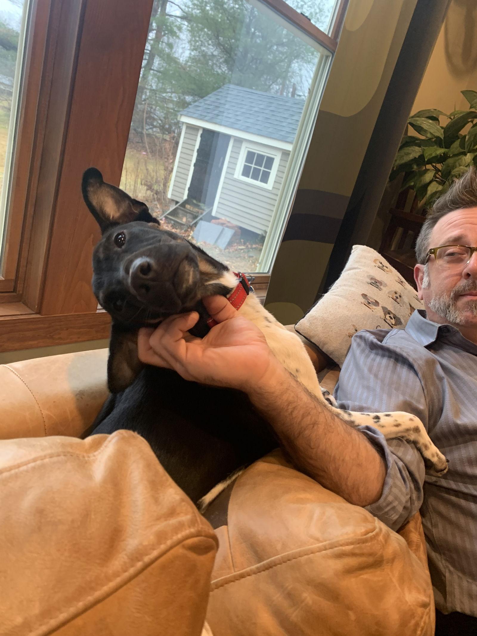 Yuki, a Adoptable Smooth Fox Terrier in East Derry, NH image 2/3