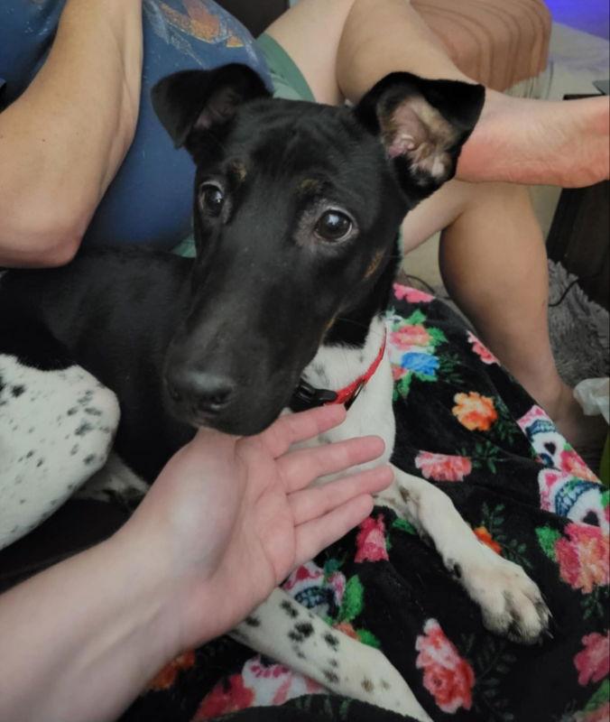 Yuki, a Adoptable Smooth Fox Terrier in East Derry, NH image 3/3