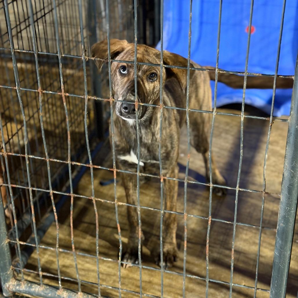 Darlin', Adoptable, Young Female Mountain Cur.