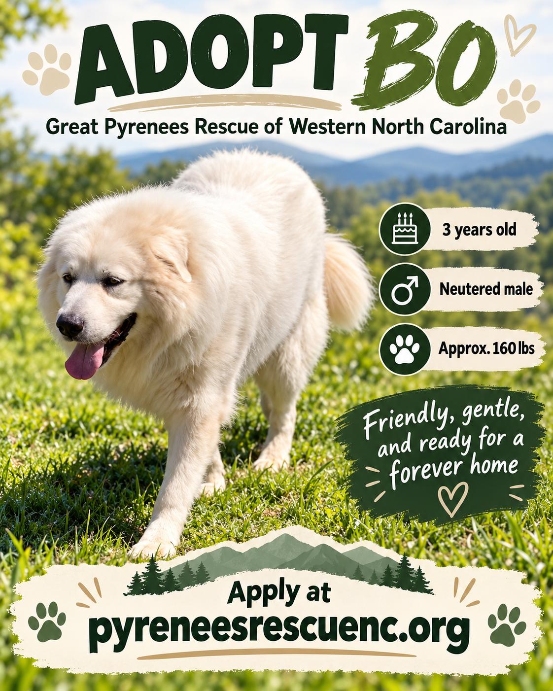 Enlarge Bo, a Adoptable Great Pyrenees in Claremont, NC image 1/2