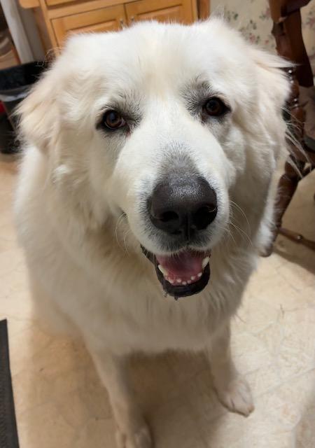 Enlarge Bo, a Adoptable Great Pyrenees in Claremont, NC image 2/2