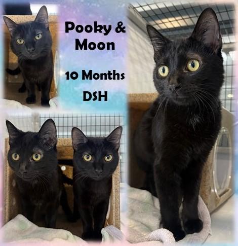 Pooky & Moon, ADOPTABLE, Young Male Domestic Short Hair.