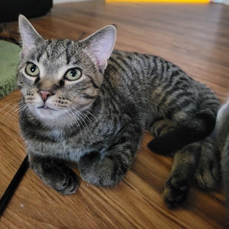 Enlarge Cloak fostered in York, PA, a Adoptable Domestic Short Hair in Alexandria, VA image 3/5