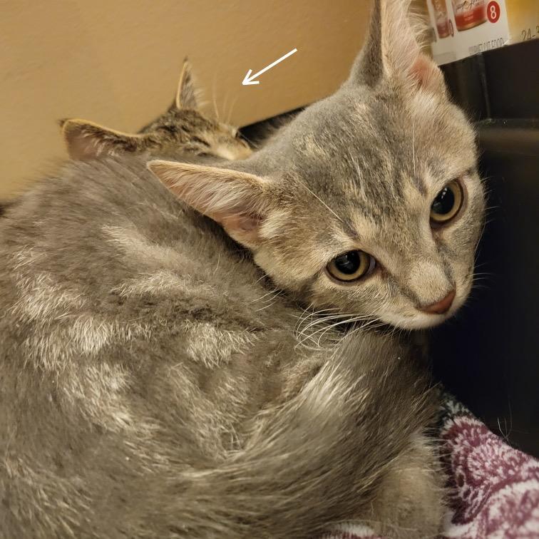 Enlarge Cloak fostered in York, PA, a Adoptable Domestic Short Hair in Alexandria, VA image 4/5