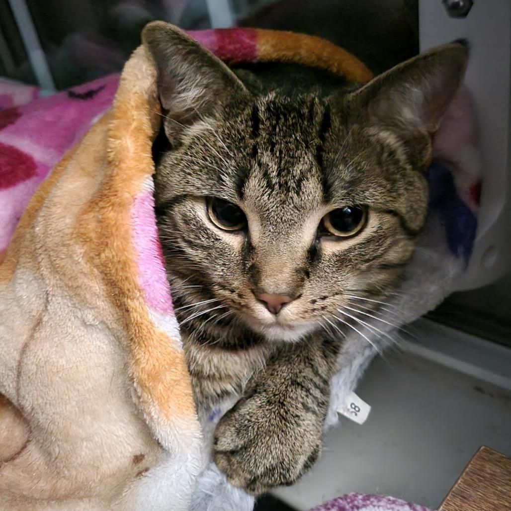 Enlarge Cloak fostered in York, PA, a Adoptable Domestic Short Hair in Alexandria, VA image 5/5