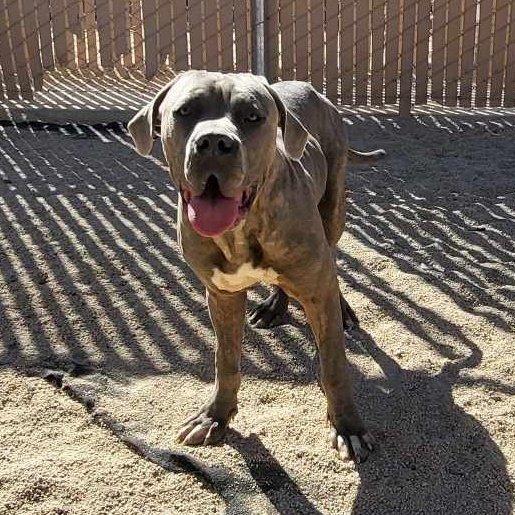 Ian, an adoptable Cane Corso in Silver Springs, NV, 89429 | Photo Image 1