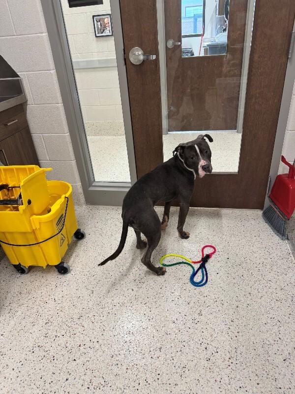 Clyde (Sponsored Adoption), Adoptable, Adult Male Pit Bull Terrier.