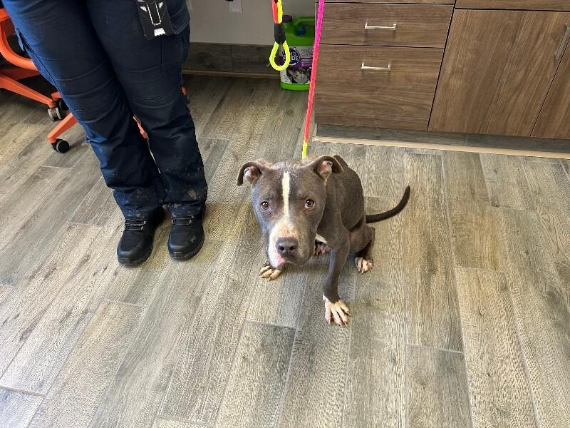 Enlarge Clyde, a Adoptable Pit Bull Terrier in Providence Forge, VA image 1/1