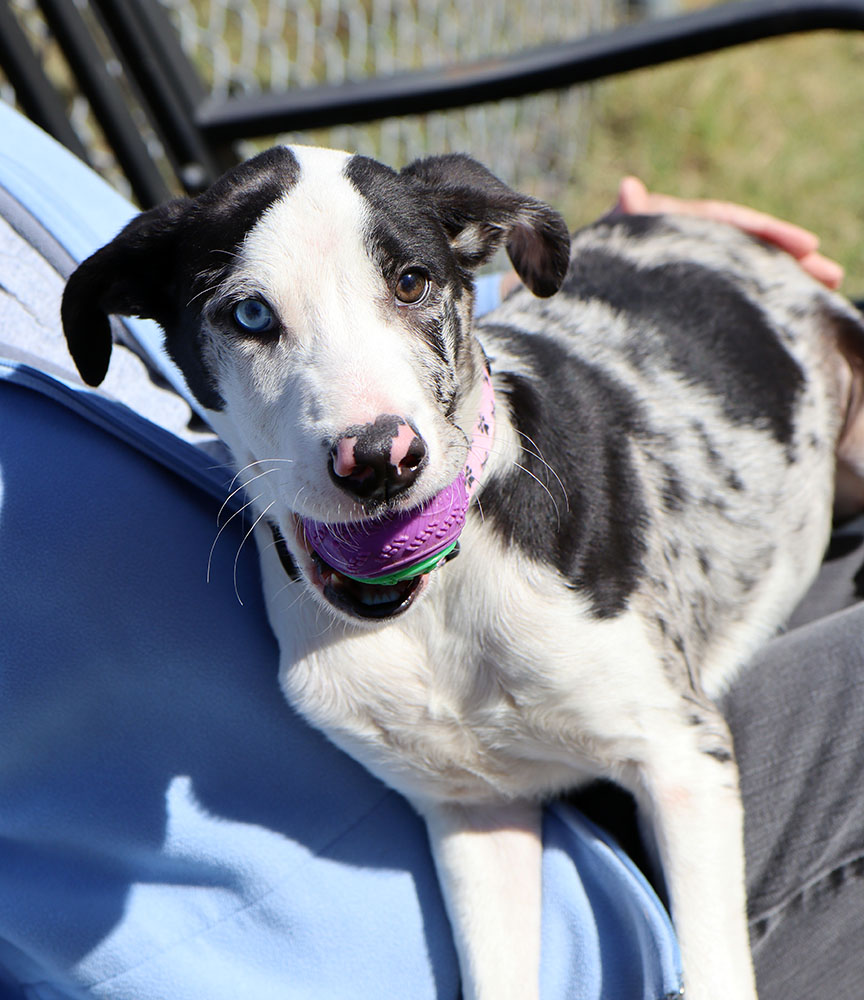 Dog for adoption Rascal (AO32484), a Catahoula Leopard Dog Mix in