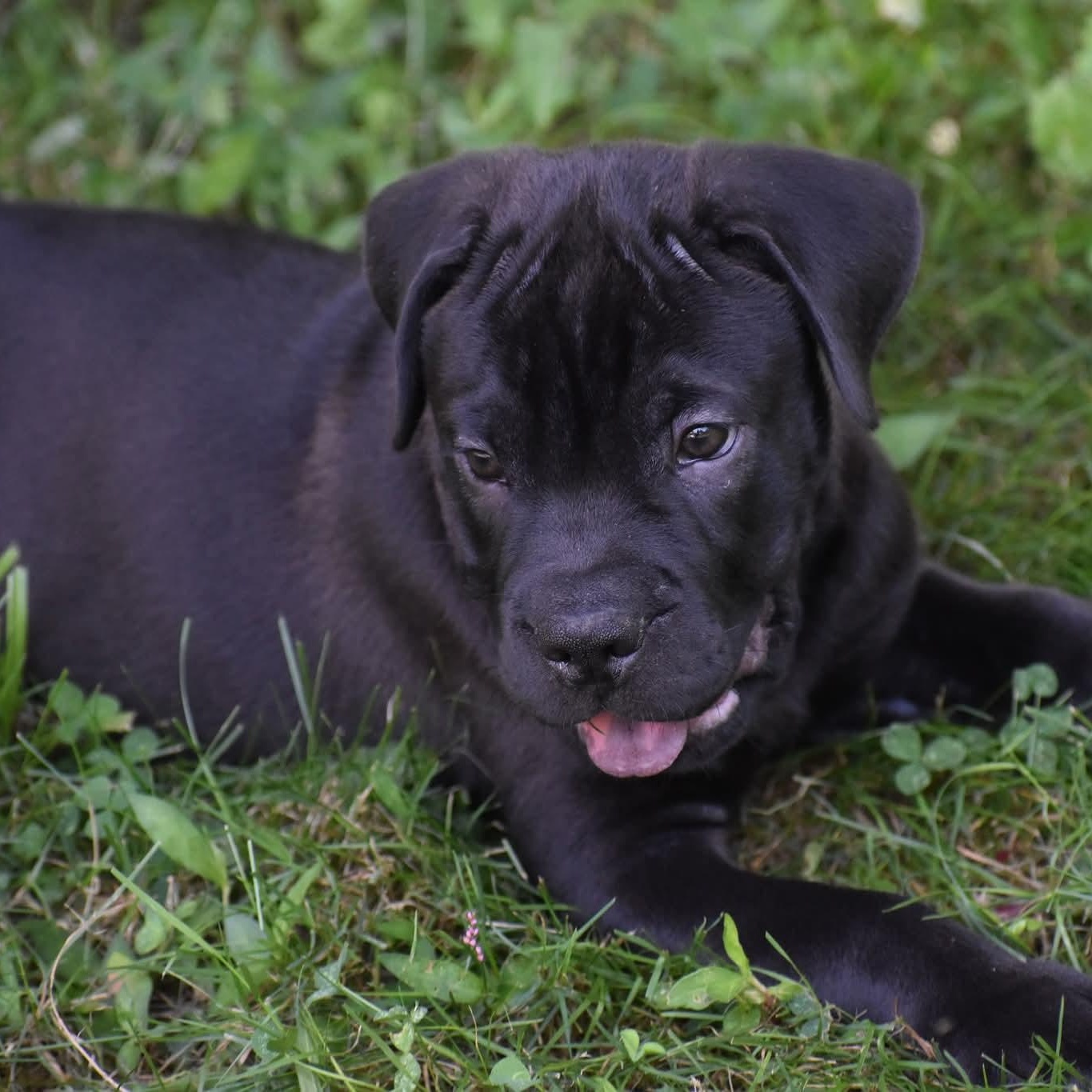 Norm, a Adopted mixed breed in Danbury, CT image 2/3
