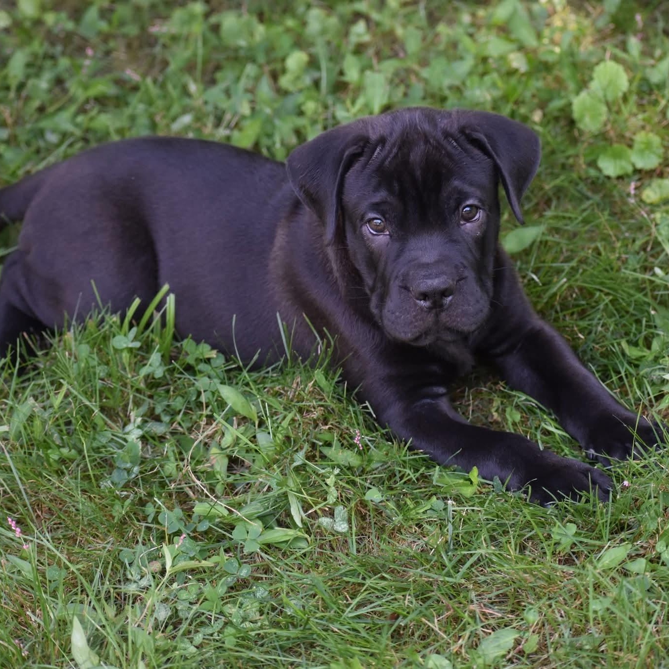 Norm, a Adopted mixed breed in Danbury, CT image 3/3