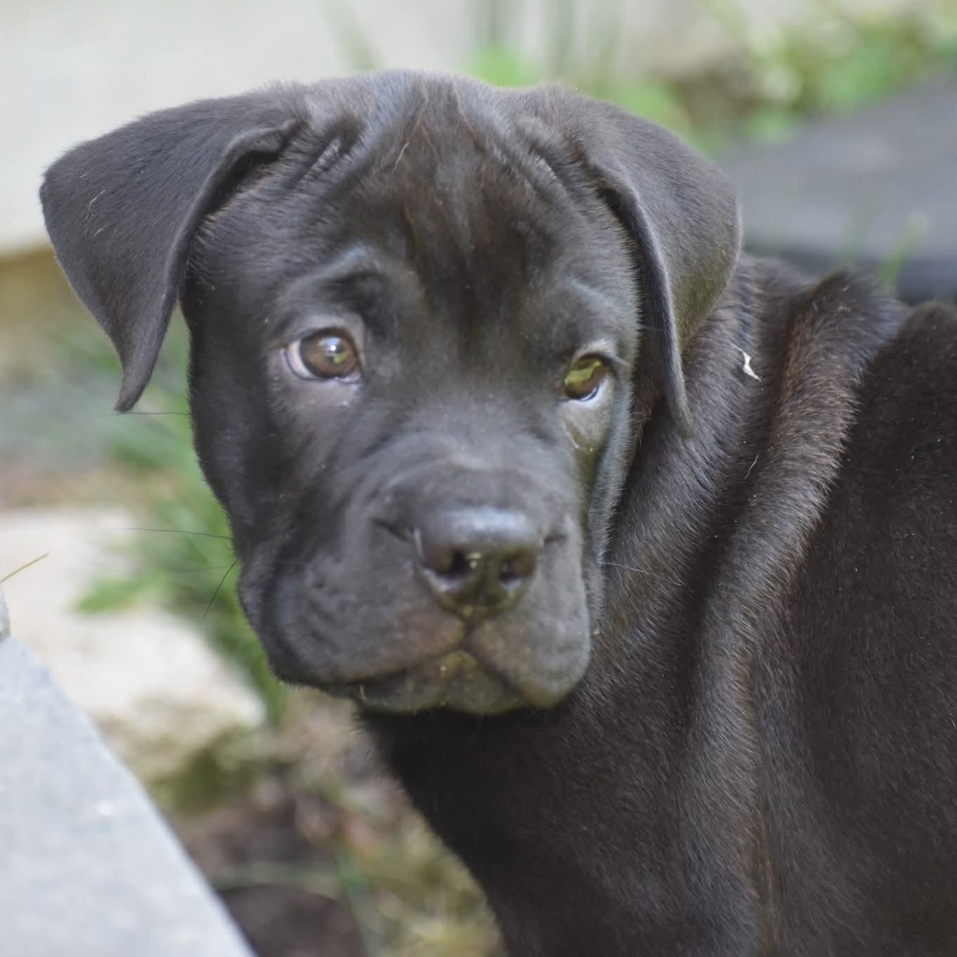 Norm, Adopted, Puppy Male American Bulldog.