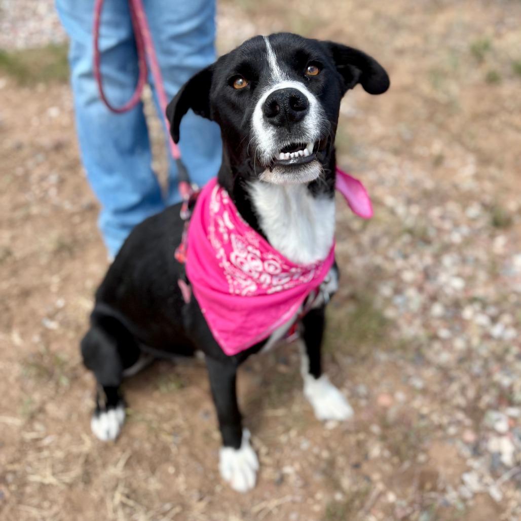 Shelby, Adoptable, Adult Female Mixed Breed.