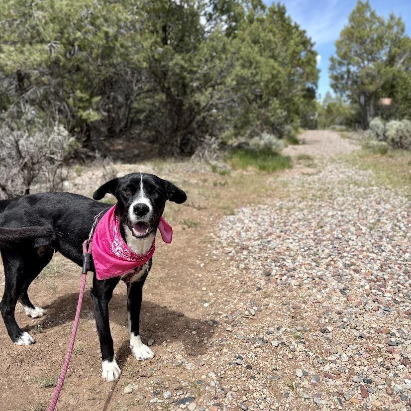 Shelby, a Adoptable Mixed Breed in Glenwood Springs, CO image 2/5