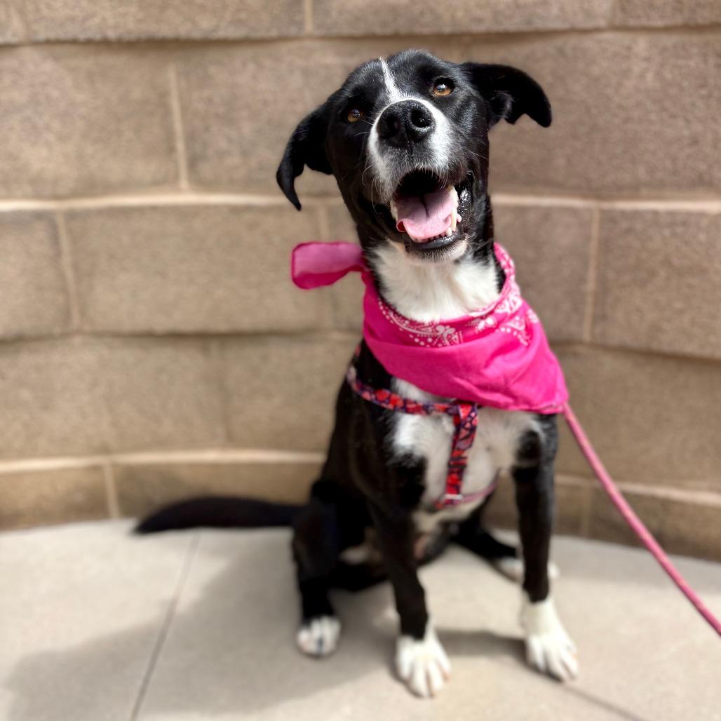 Shelby, a Adoptable Mixed Breed in Glenwood Springs, CO image 5/5