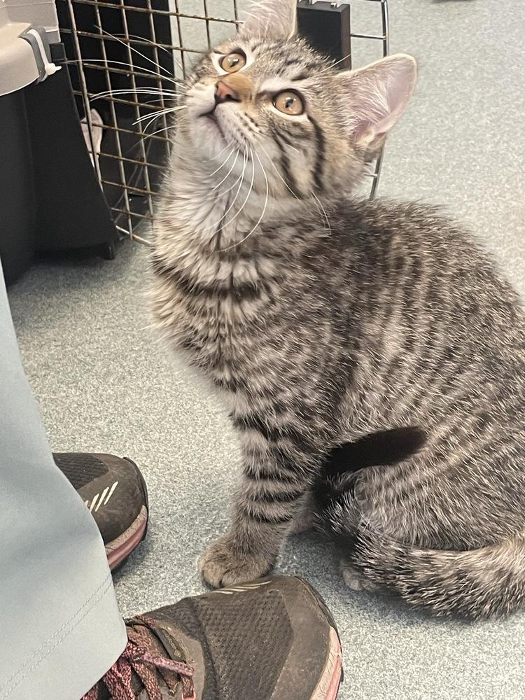 Enlarge Marlin, a Adopted Domestic Short Hair in Trenton, ME image 2/4