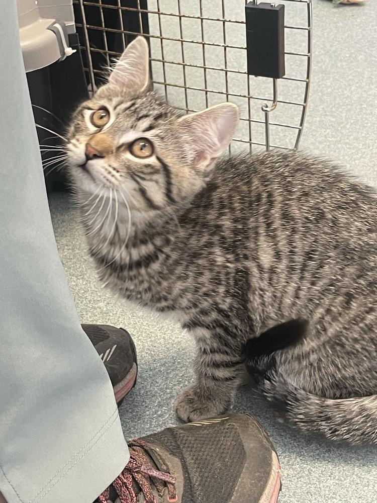 Enlarge Marlin, a Adopted Domestic Short Hair in Trenton, ME image 4/4