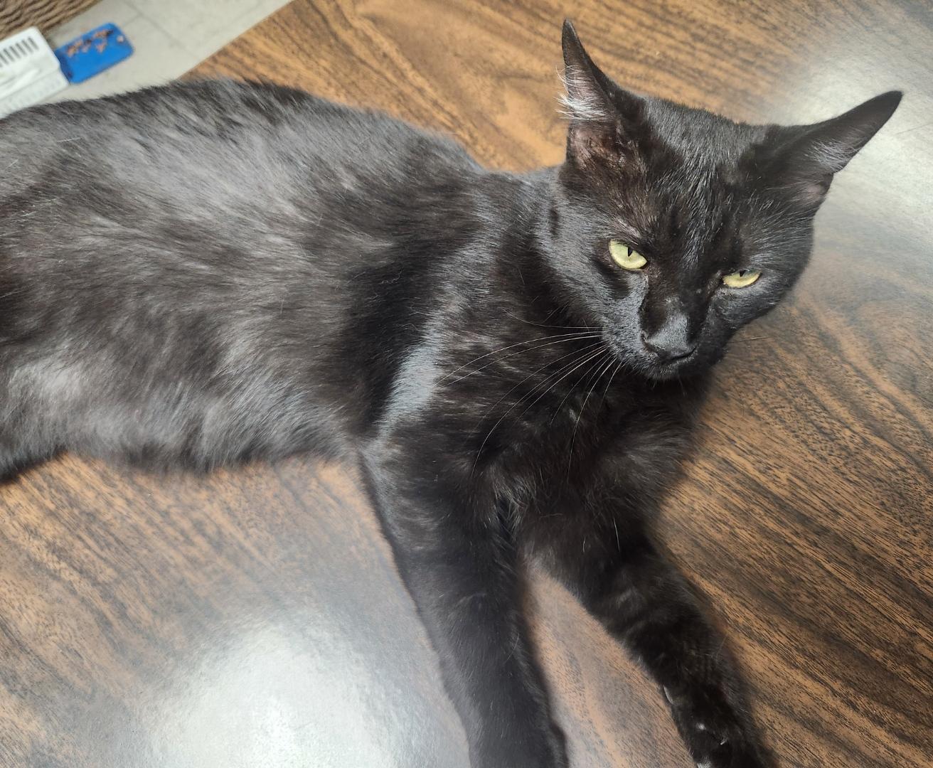 Enlarge Jet, an adopted American Shorthair in Harned, KY image 1/1