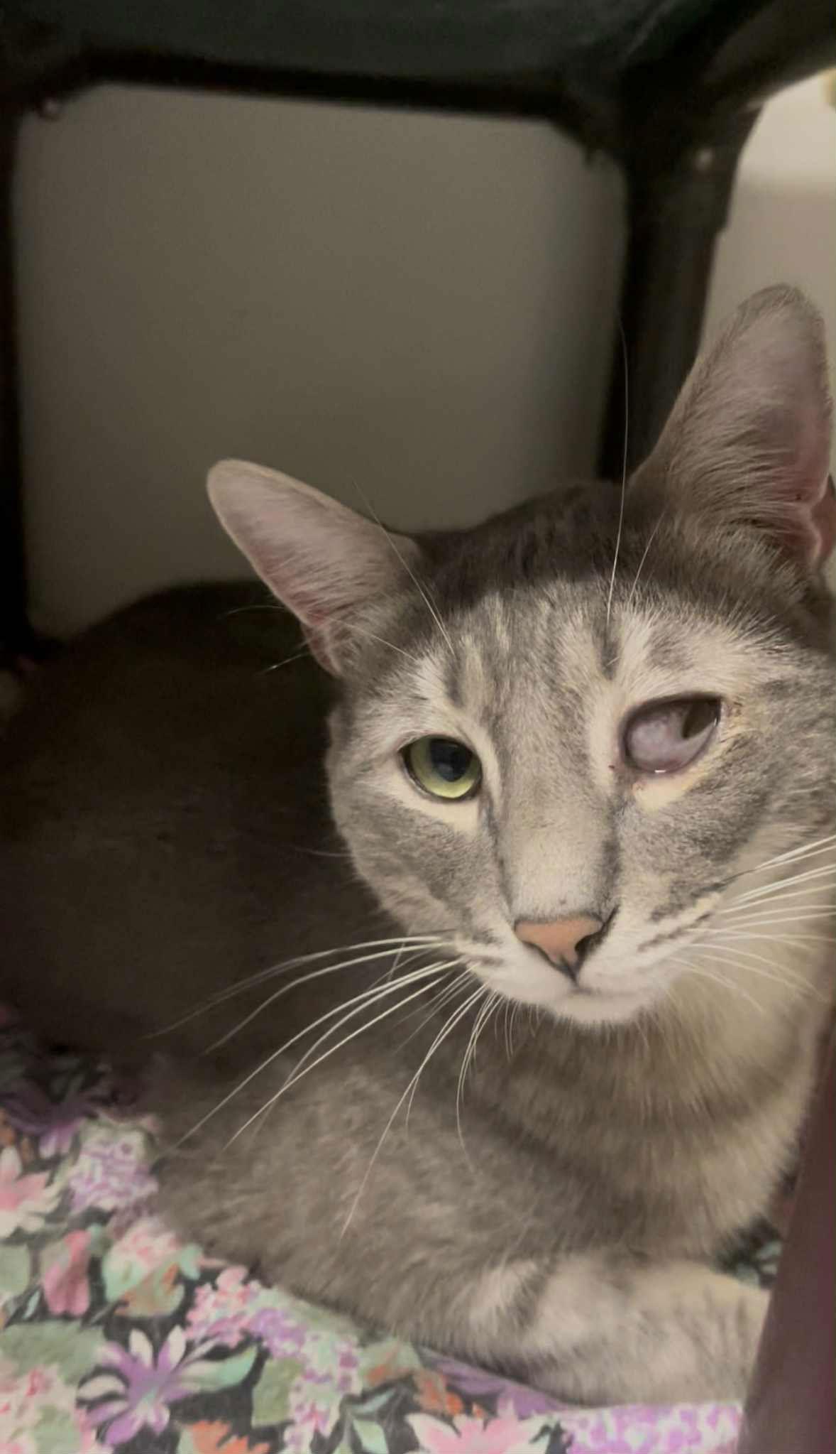 Enlarge Baby Jerry, a Adoptable Domestic Short Hair in El Centro, CA image 1/1