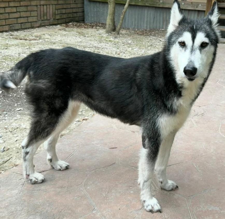 Enlarge Sienna, an adopted mixed breed in Austin, TX image 3/3