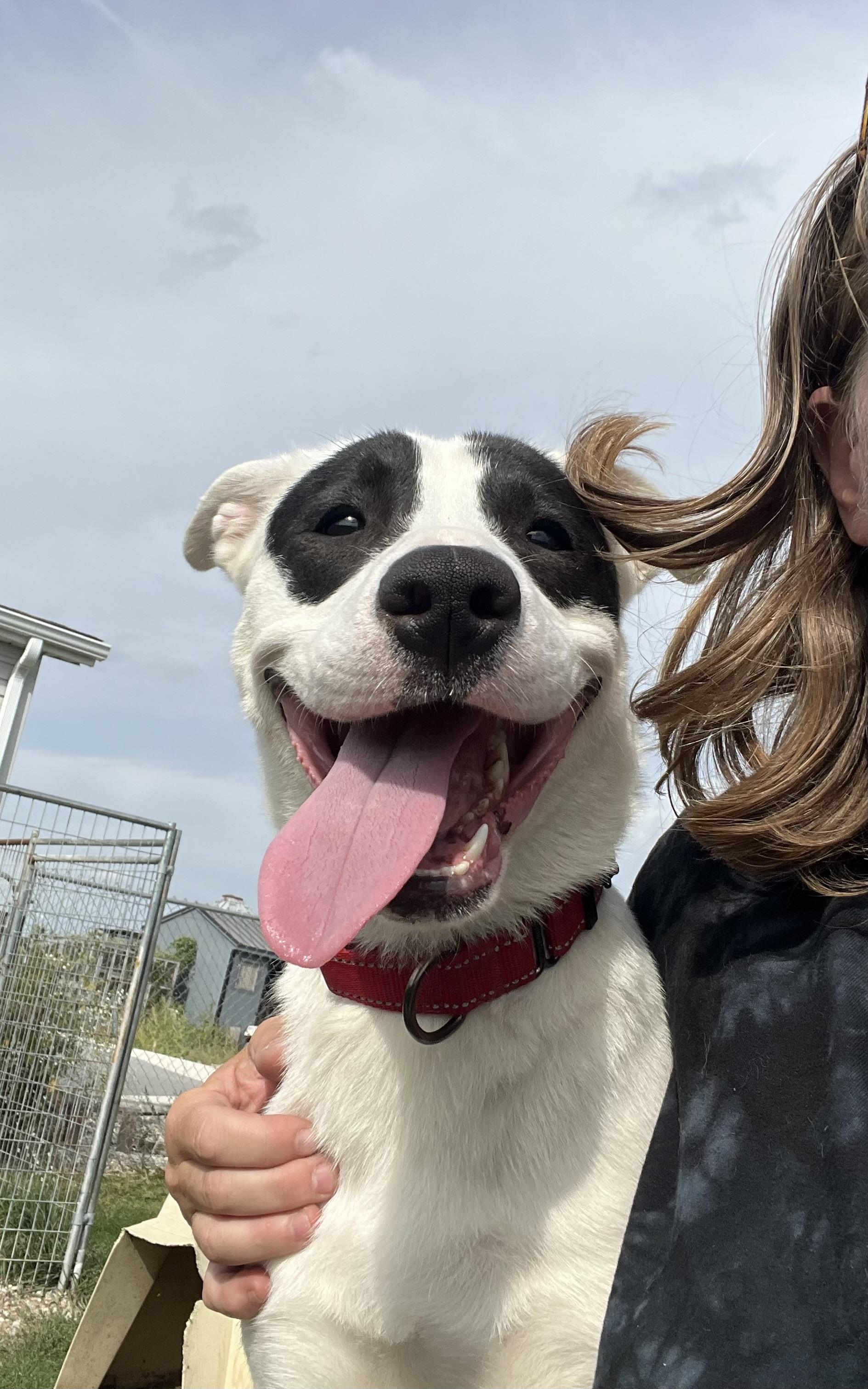 Amari, an adoptable Pit Bull Terrier, Siberian Husky in Independence, IA, 50644 | Photo Image 2