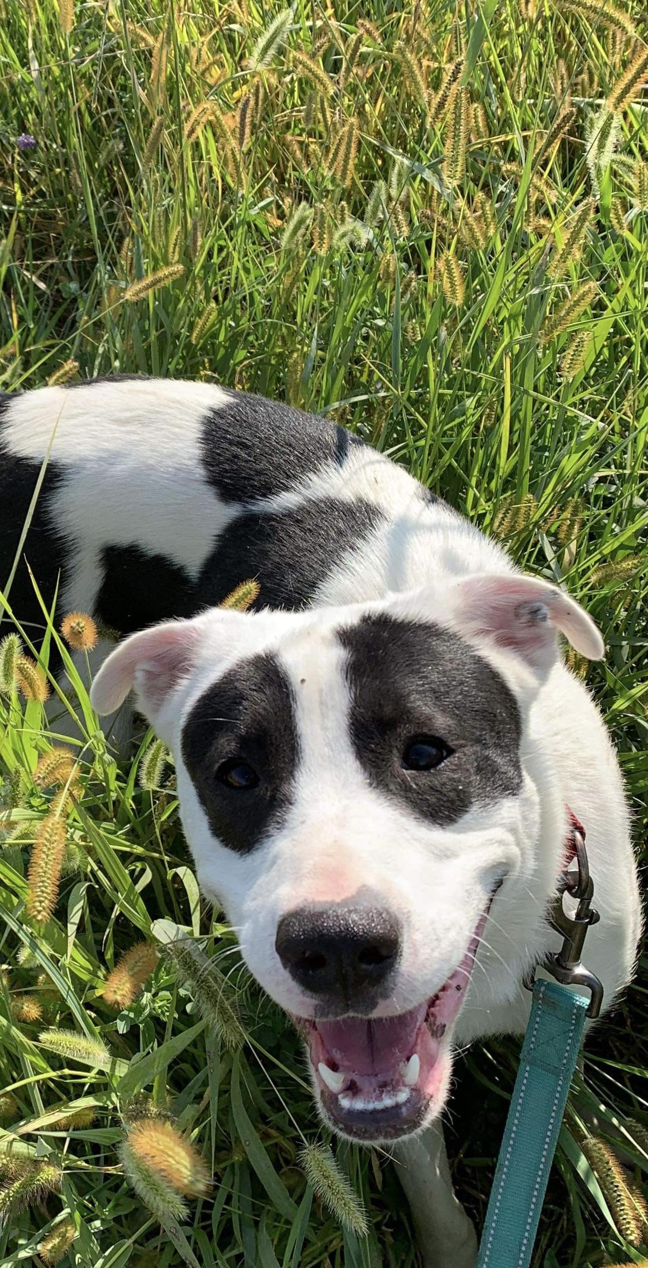 Amari, an adoptable Pit Bull Terrier, Siberian Husky in Independence, IA, 50644 | Photo Image 3