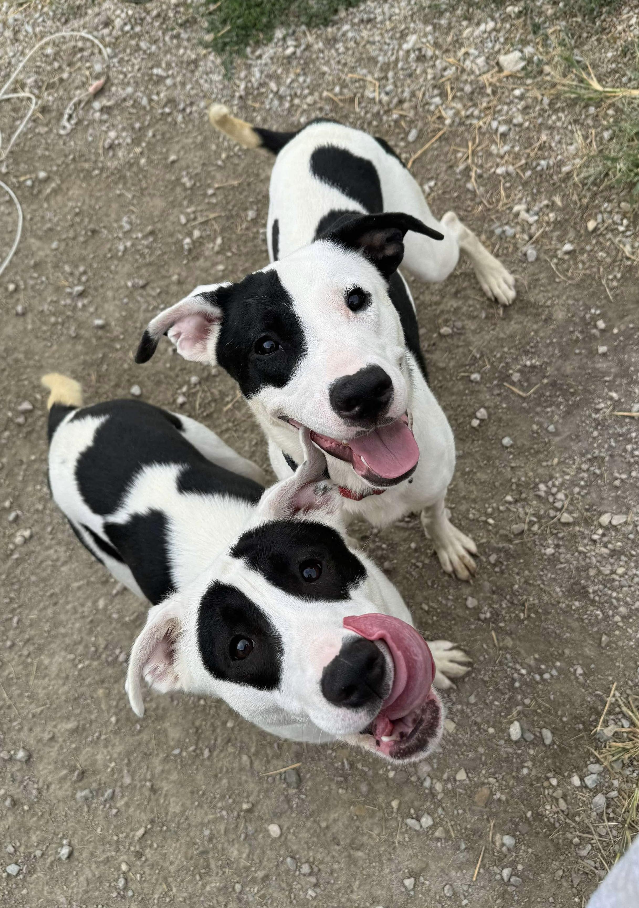 Amari, a Adoptable mixed breed in Independence, IA image 4/4