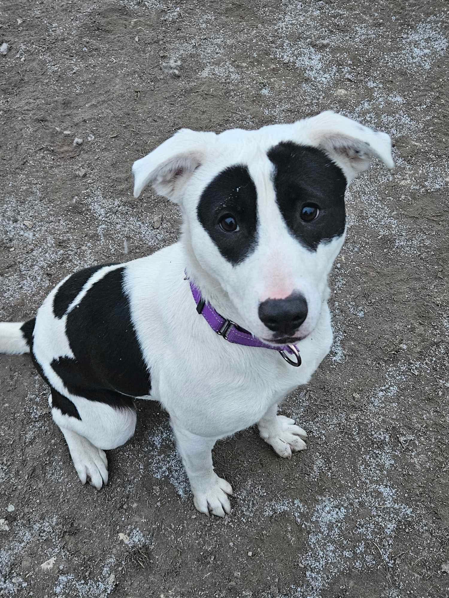 Amari, a Adoptable mixed breed in Independence, IA image 1/4