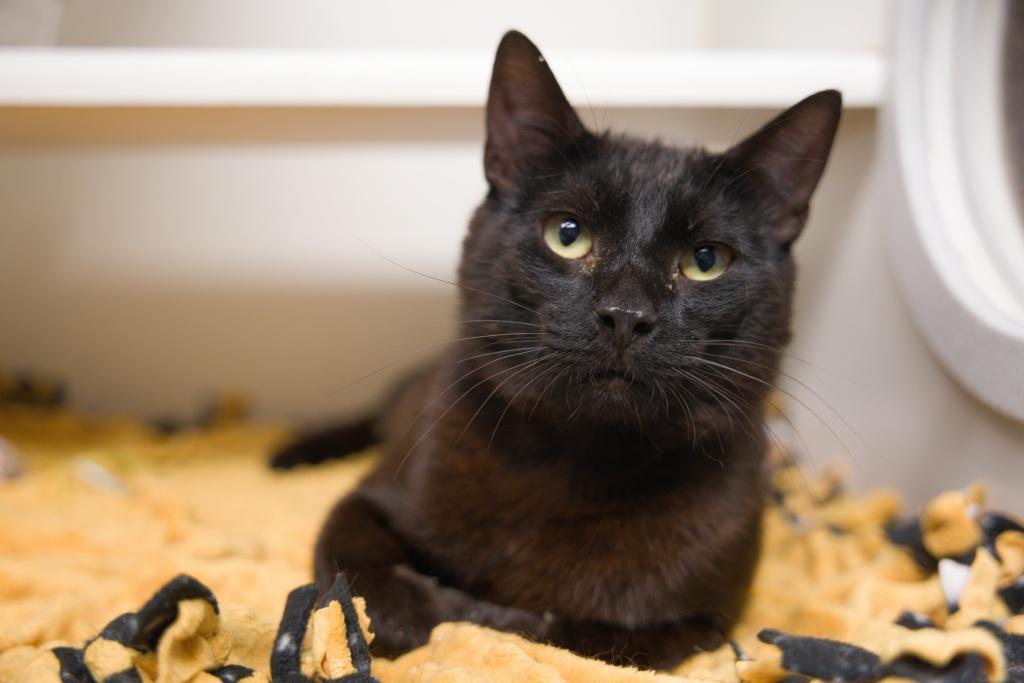 Murnau, Young Male Domestic Short Hair