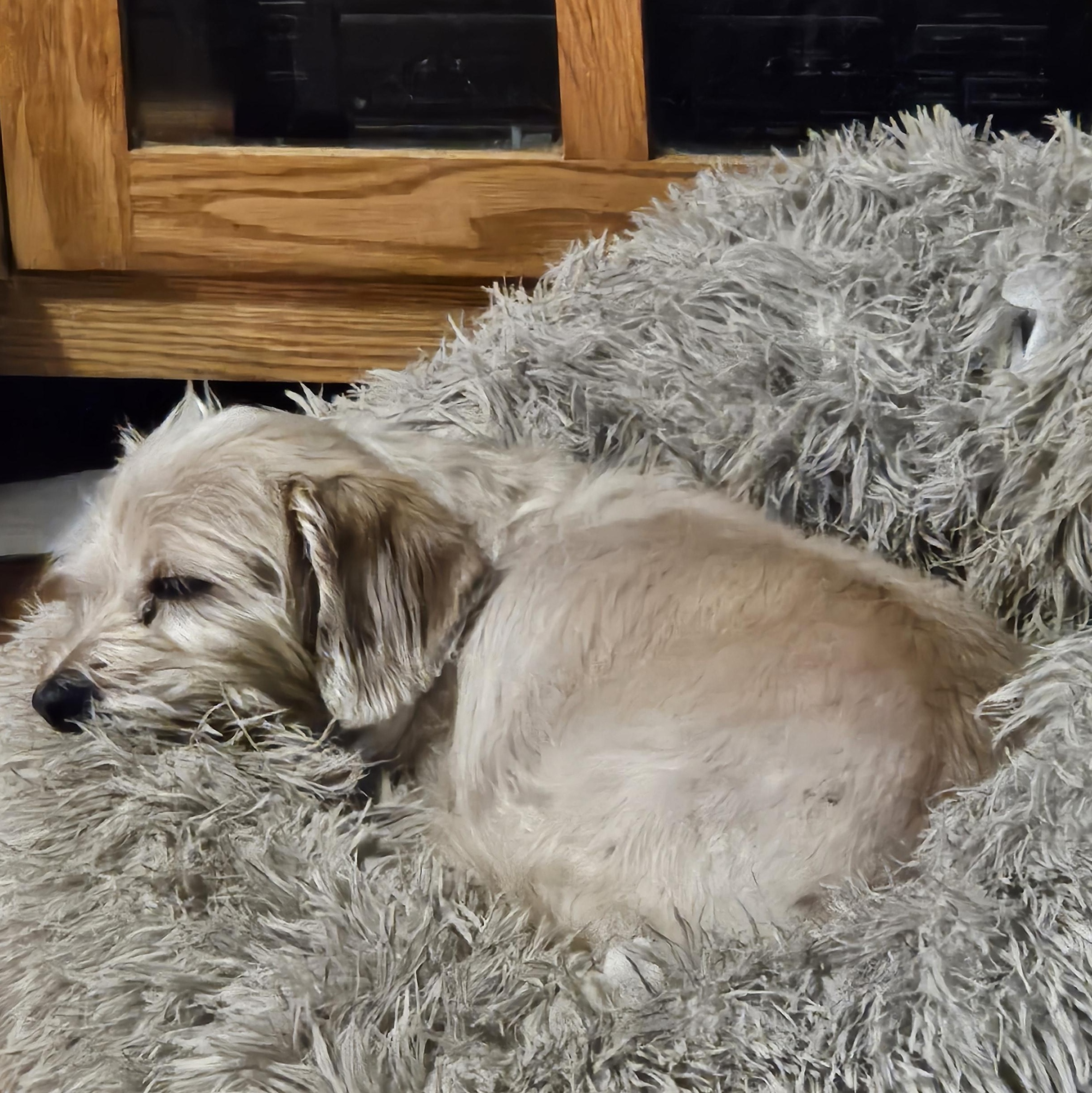 Enlarge Disco Queen, an adopted mixed breed in West Jefferson, OH image 1/3