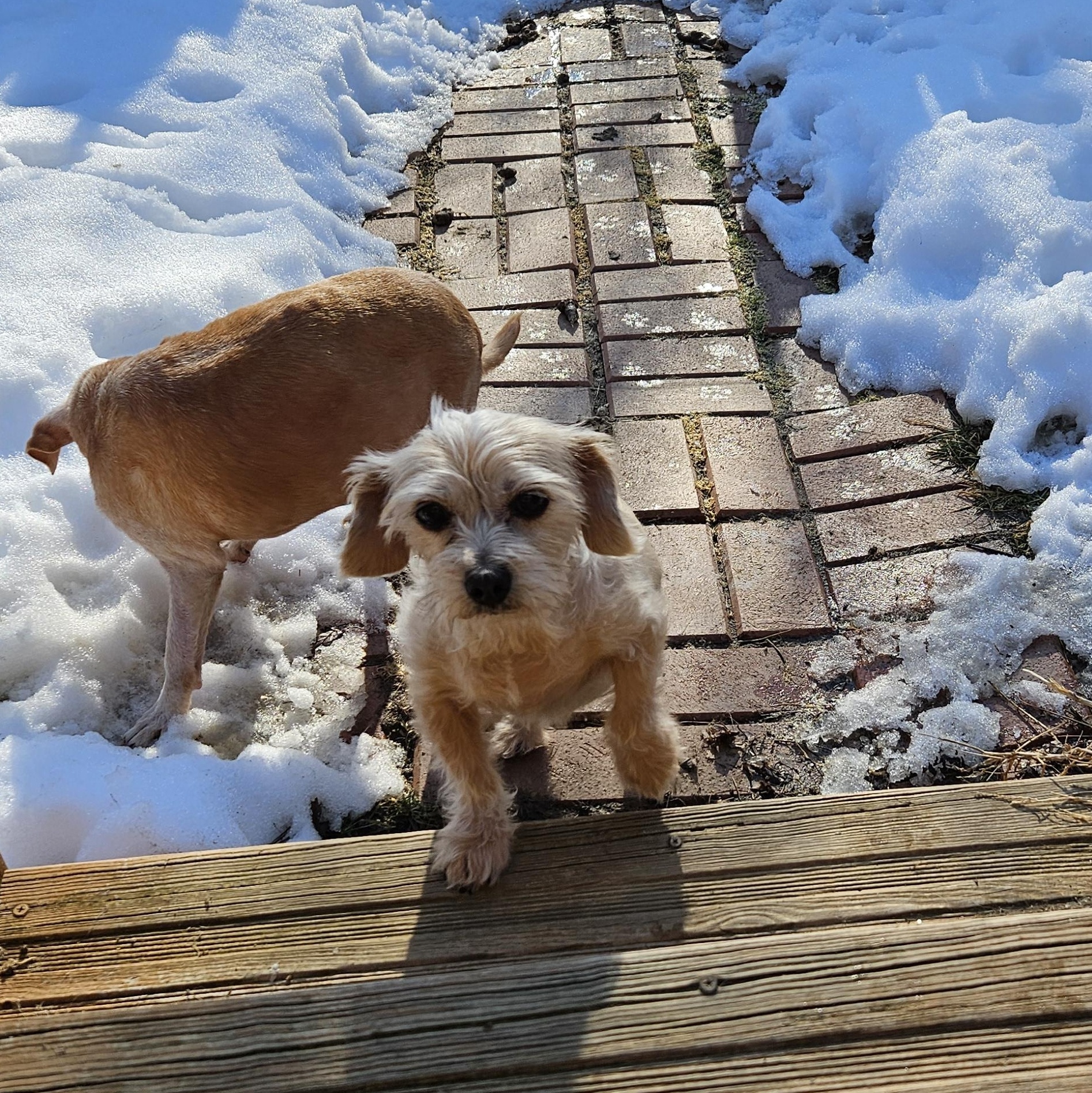 Enlarge Disco Queen, an adopted mixed breed in West Jefferson, OH image 3/3