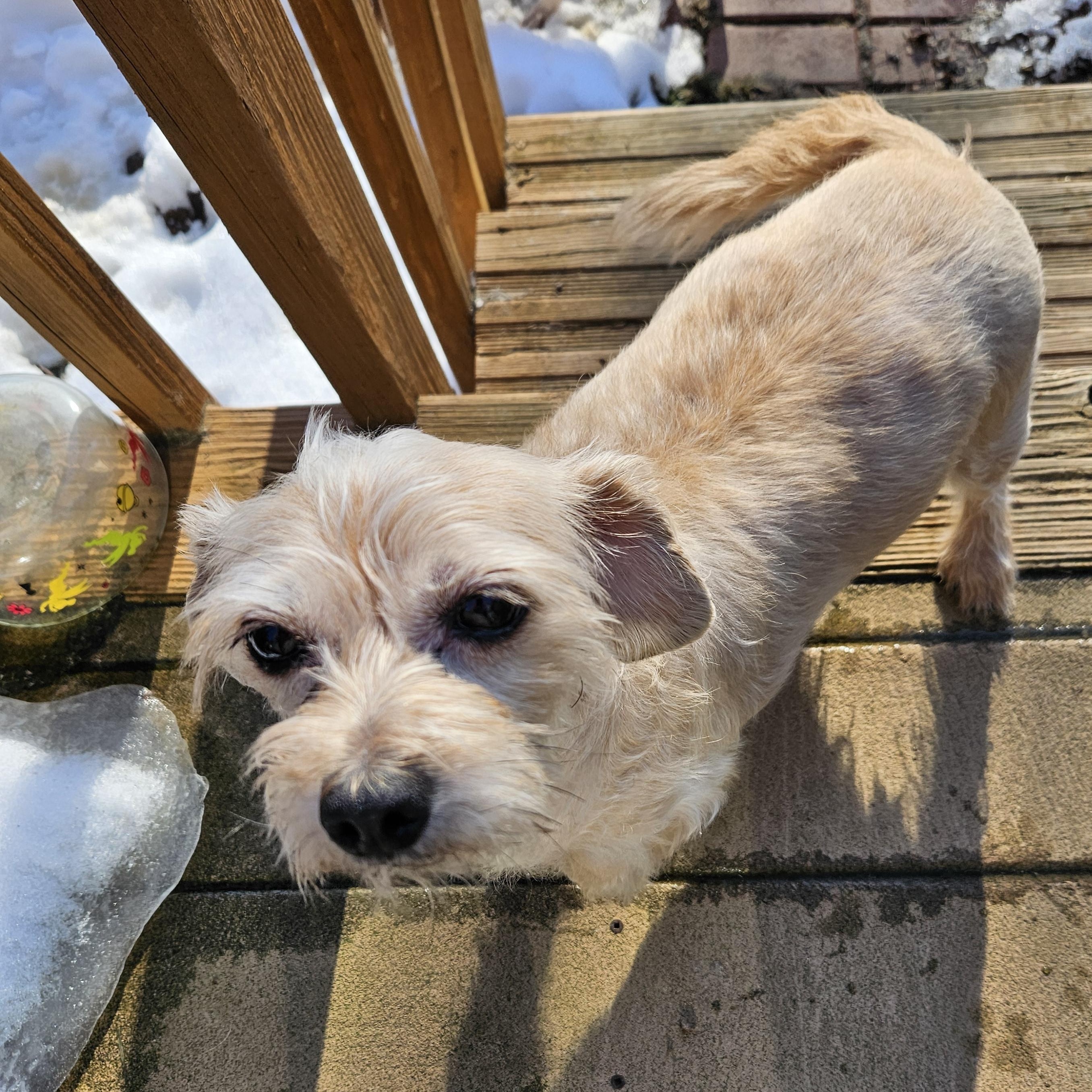 Enlarge Disco Queen, an adopted mixed breed in West Jefferson, OH image 2/3