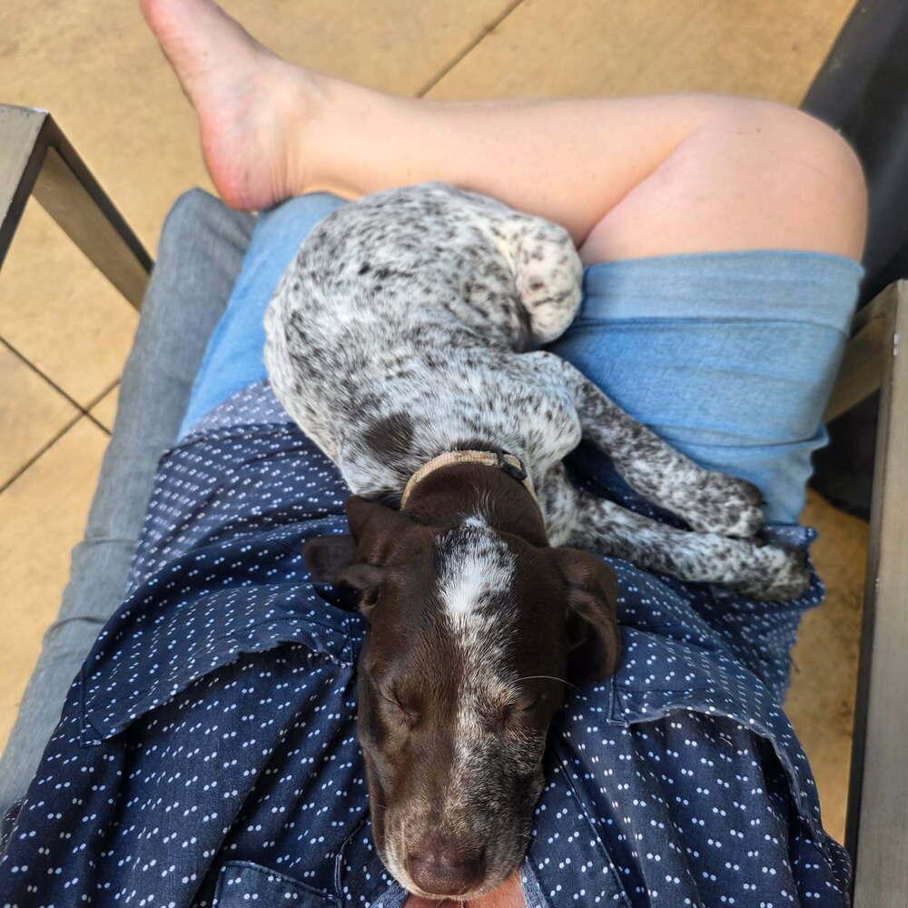 Hans, a Adopted German Shorthaired Pointer in Cottage Grove, WI image 1/6