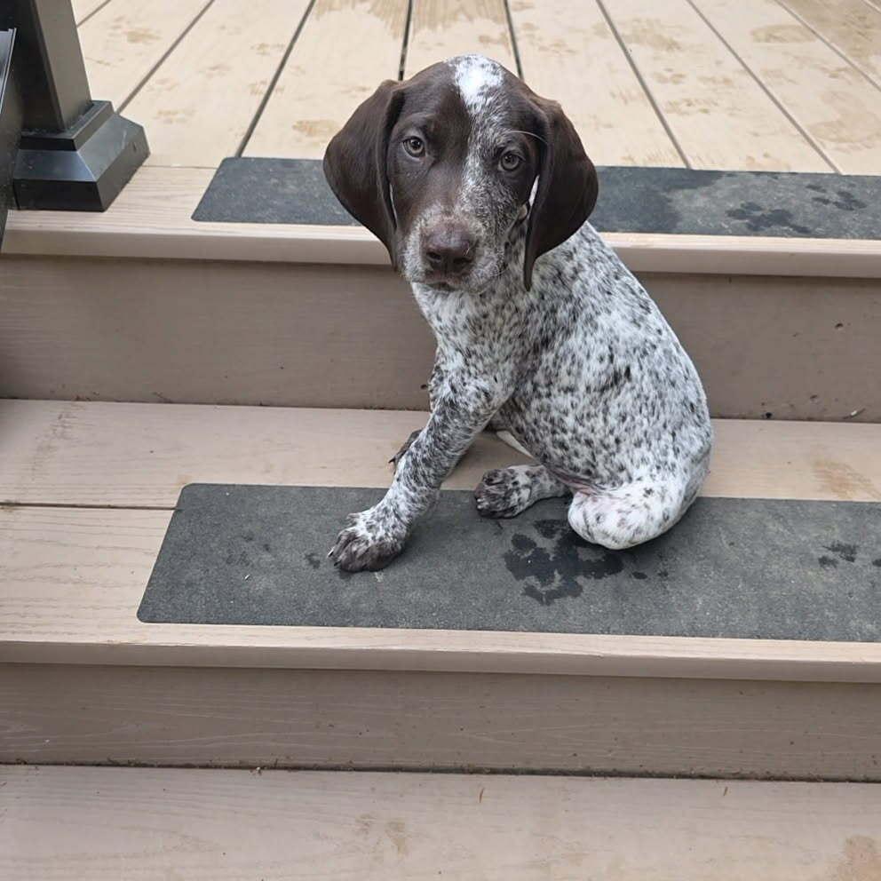 Hans, a Adopted German Shorthaired Pointer in Cottage Grove, WI image 2/6
