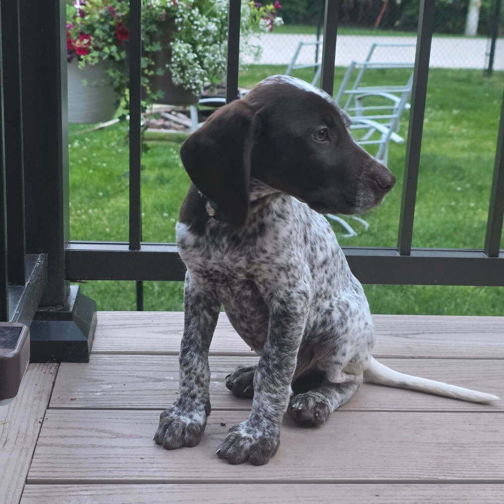 Hans, a Adopted German Shorthaired Pointer in Cottage Grove, WI image 3/6