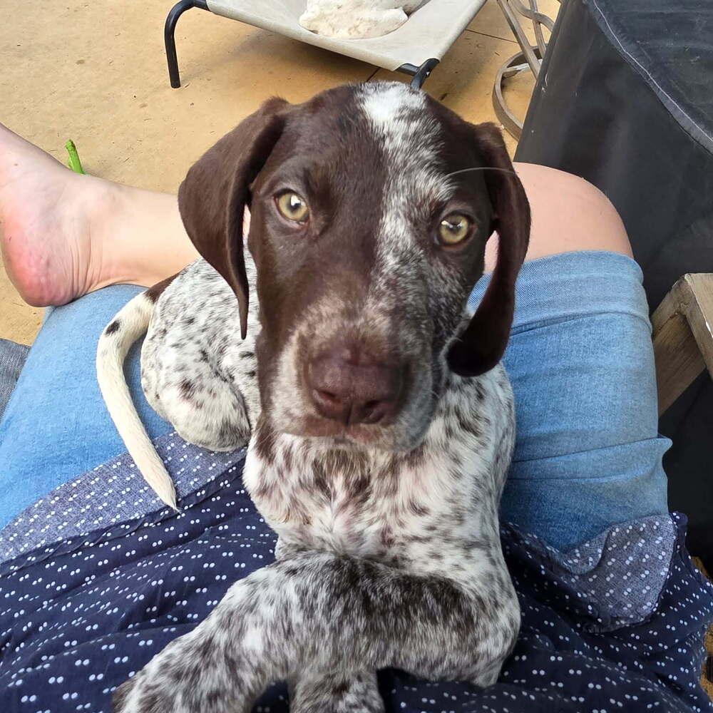 Hans, a Adopted German Shorthaired Pointer in Cottage Grove, WI image 4/6