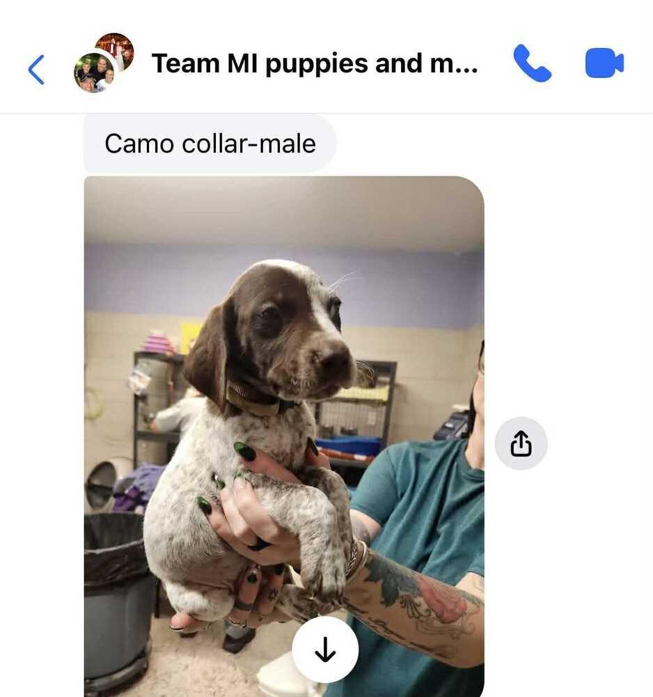 Hans, a Adopted German Shorthaired Pointer in Cottage Grove, WI image 5/6