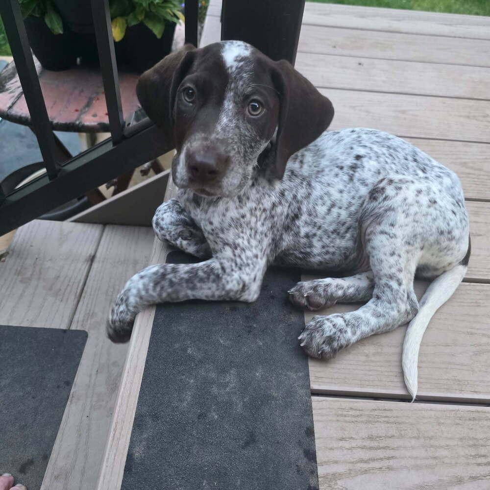 Hans, a Adopted German Shorthaired Pointer in Cottage Grove, WI image 6/6